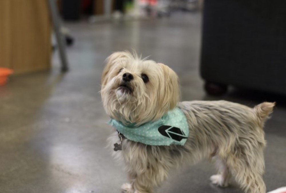Real Brodie, a small shaggy office dog wearing a light blue bandana.